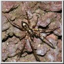 Anyphaena accentuata - Zartspinne m01 6mm.jpg